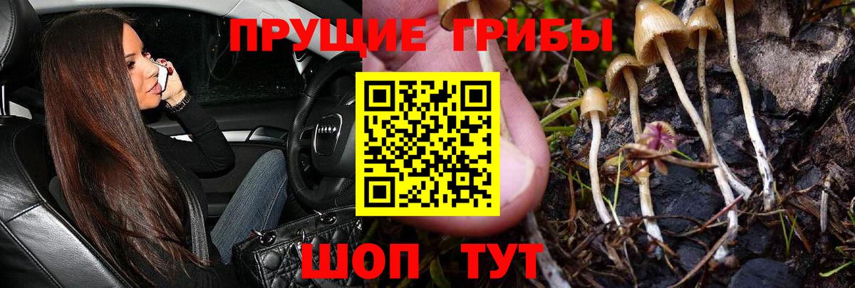 Тимашёвск  Галлюциногенные грибы прущие грибы  Вход с VPN 